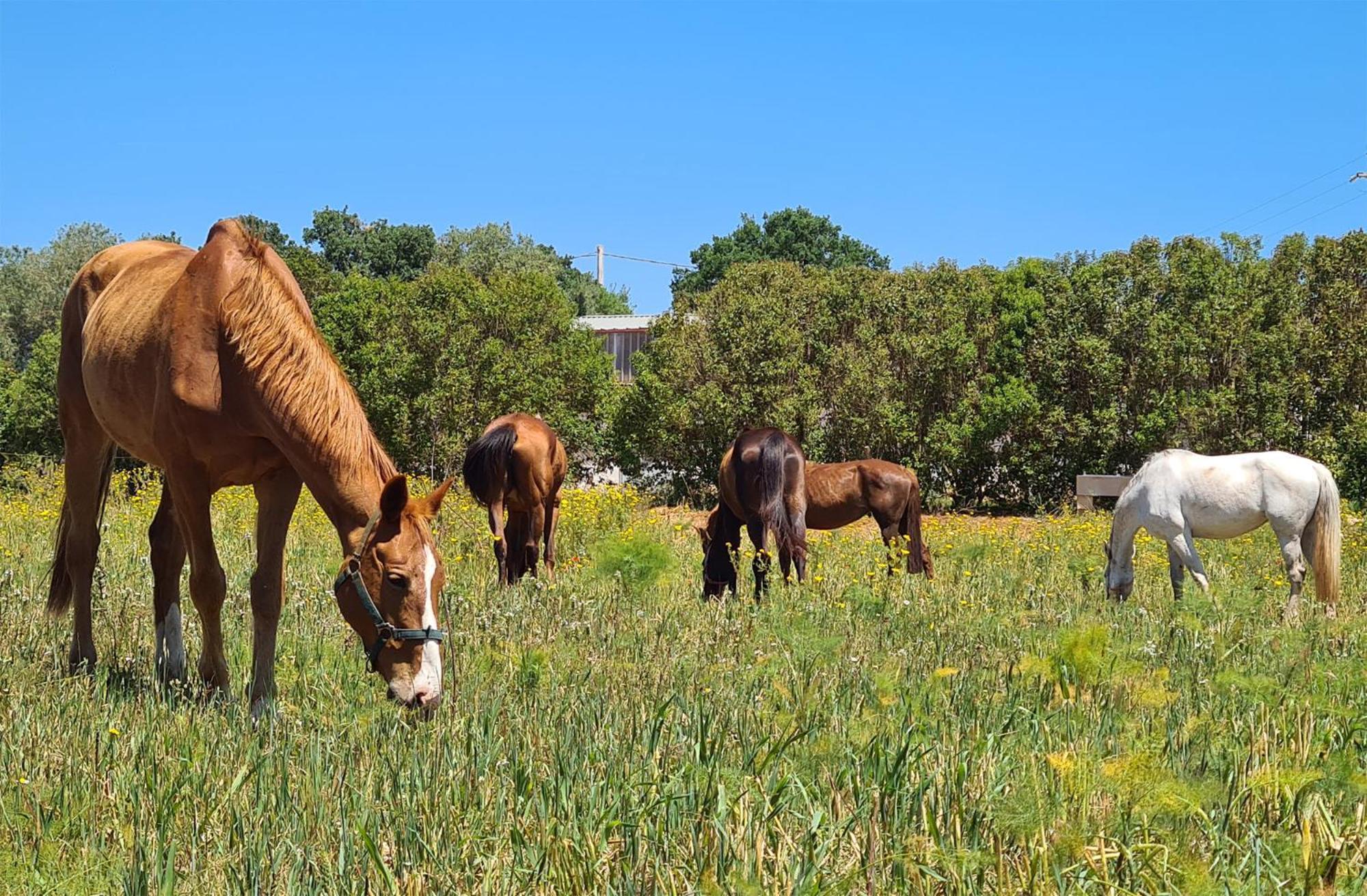 Masseria Puglia Antica モノーポリ エクステリア 写真